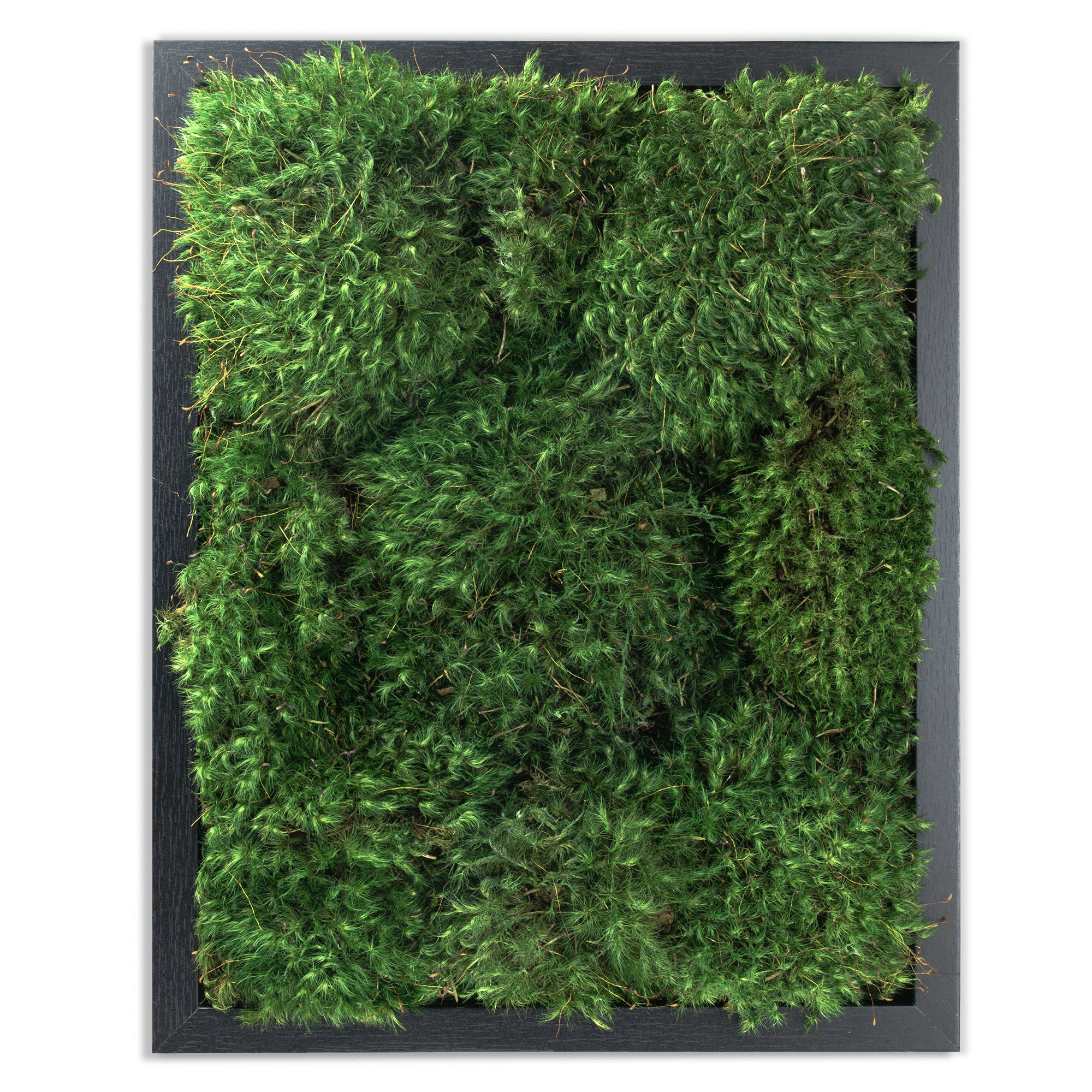 Moss Wall Art. Moss Wall. Moss Art Panels. Green Wall Art. 