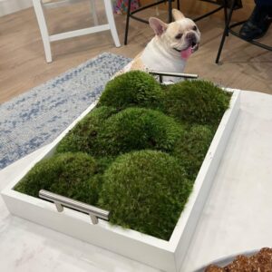 Live Mood Moss Tray in White