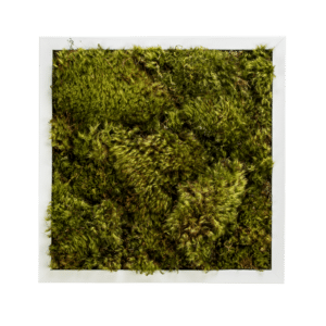 Live Mood Moss Wall Art in White, 12"x 12"